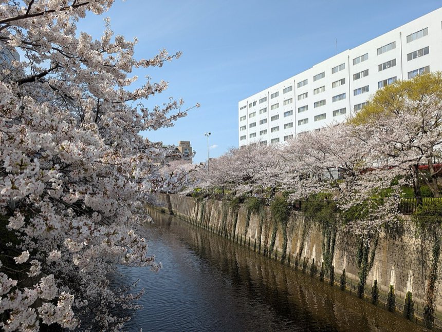 Cherry blossoms lining the Meguro river in Tokyo under a blue sky